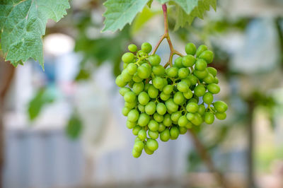 Close-up of grapes growing in vineyard