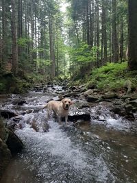 Sheep in a forest