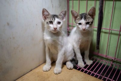 Portrait of cats sitting