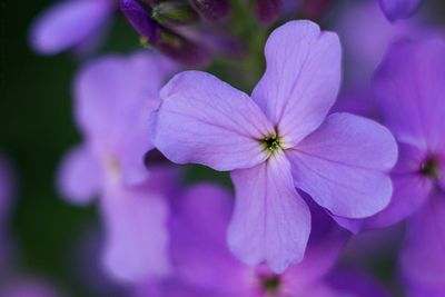 Close-up of purple flowers blooming outdoors