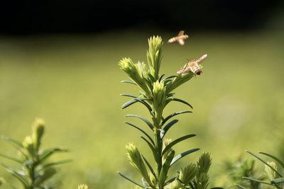 Close-up of insect on plant