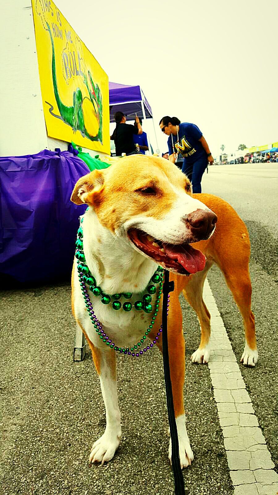 Dogs of Mardi Gras