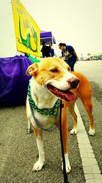 Dog standing outdoors