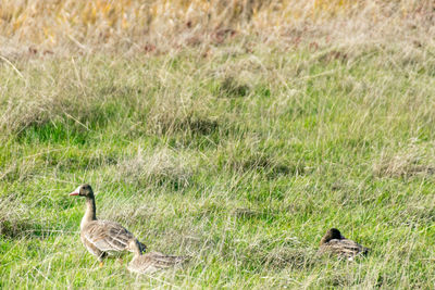 Ducks on a field