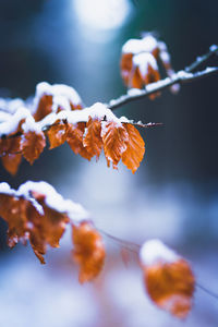 Close-up of snow covered plants