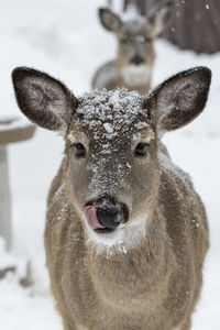 Close-up portrait of deer in snow