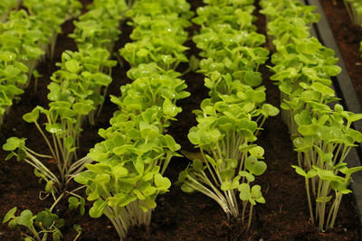 High angle view of fresh green plants in field