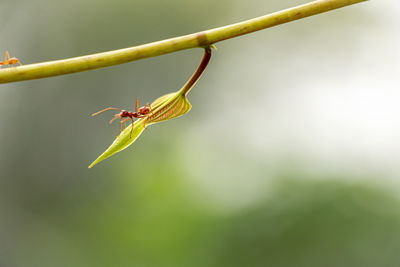 Close-up of insect on leaf