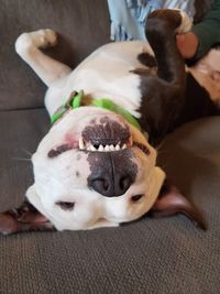 Peewee the happiest dog alive