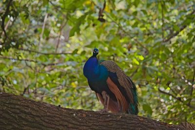 Close-up of peacock perching on tree