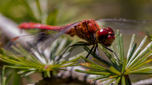 Close-up of insect on leaf