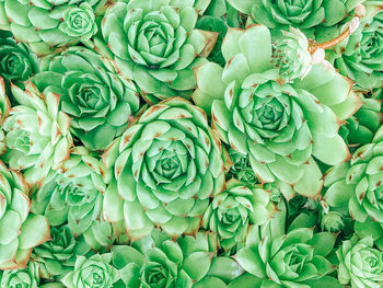 Full frame shot of succulent plant