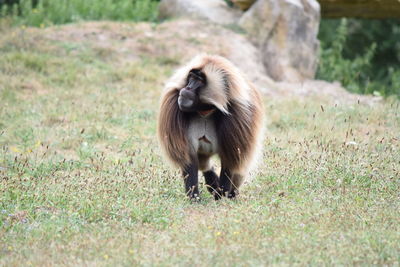 Gelada on grassy field