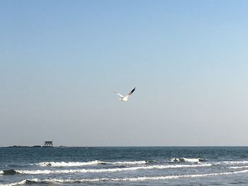 Seagull flying over sea against clear sky