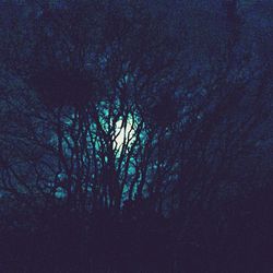 View of trees at night