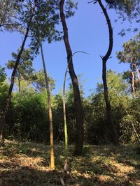 Trees growing on field against sky