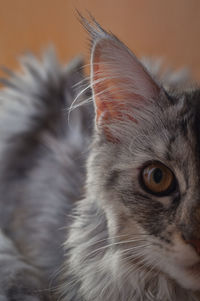 Close-up of cat