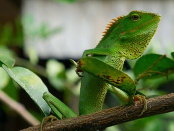 Close-up of lizard on tree