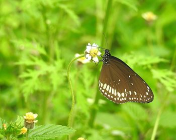 Butterfly perching on flower