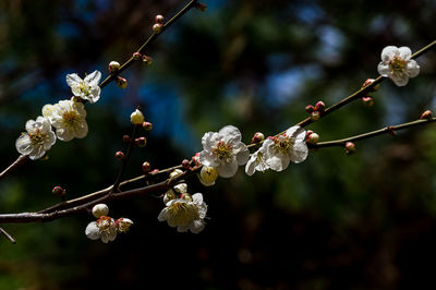 Close-up of cherry blossoms in spring