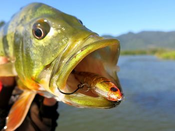 Close-up of fish swimming in sea