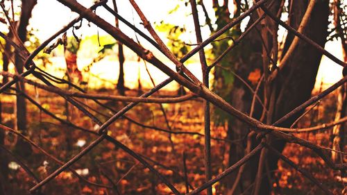 Close-up of chainlink fence