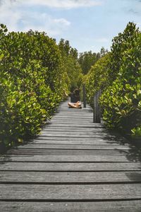 Man sitting on wooden walkway amidst trees against sky