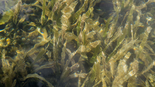 High angle view of turtle in sea