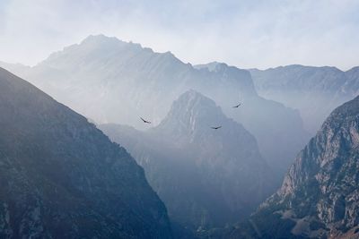 Vultures fly over the misty mountains of northern spain