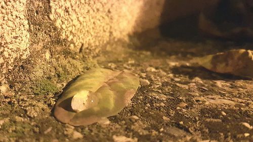 Close-up of crab on wet sand at beach during sunset