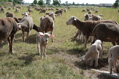 Flock of sheep on field