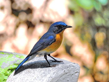 Close-up of bird perching on tree