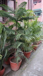 Potted plants in yard against building