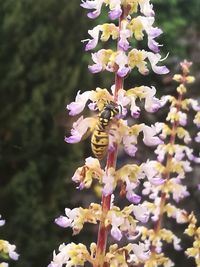 Close-up of insect on purple flowering plant