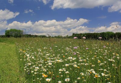 grassland