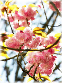 Close-up of cherry blossom