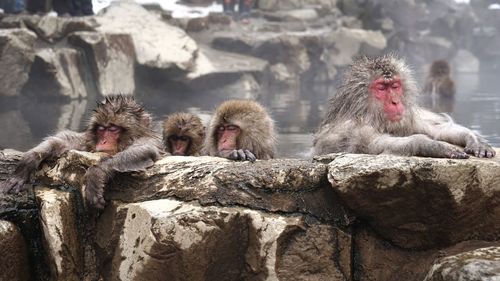 Japanese macaques in hot spring during winter