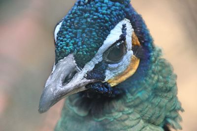 Close-up of a bird