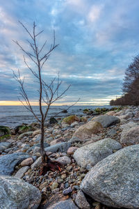 Bare tree on rocks by sea against sky