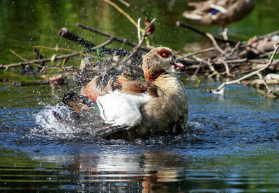 Close-up of duck swimming in lake