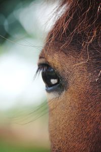 Close-up of a horse