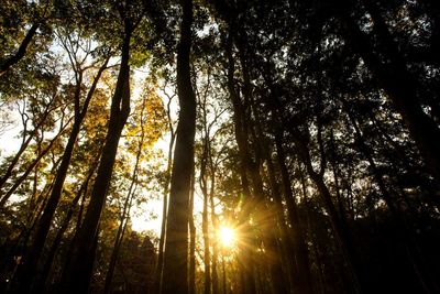 Low angle view of sunlight streaming through trees in forest