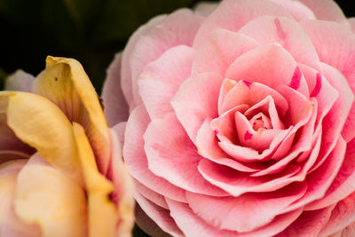 Close-up of pink rose