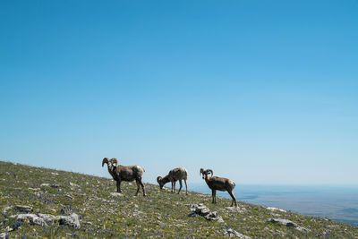 Goats on landscape against clear blue sky