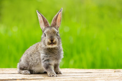 Close-up of a squirrel