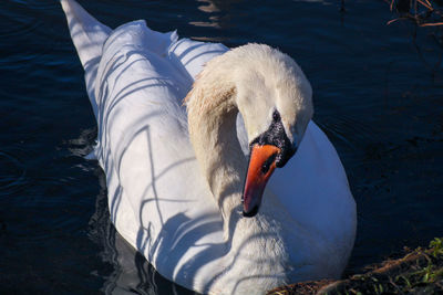 View of swan swimming in lake