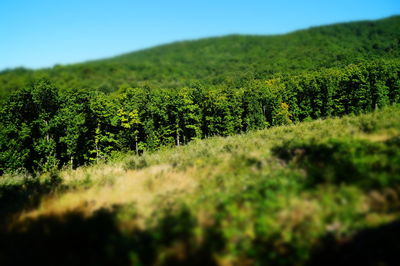 Scenic view of field against clear sky