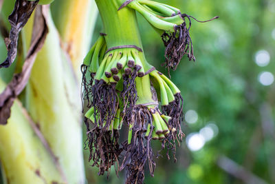 Close-up of leaves