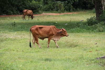 Cows on field