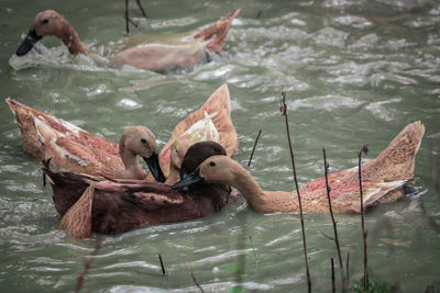 Ducks swimming in lake